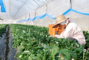 なるべく農薬を減らしながらイチゴ栽培